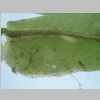 Vaginula Base 20er 03.jpg